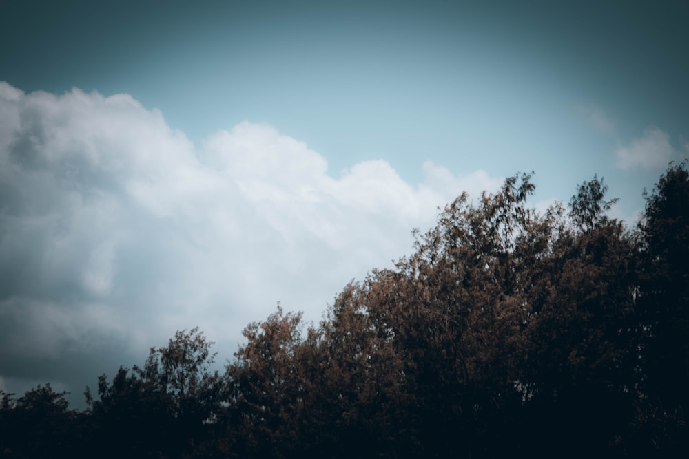 a group of trees in front of a cloudy sky