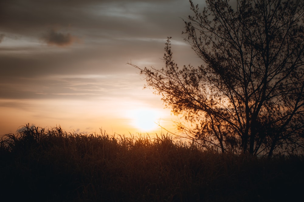 El sol se está poniendo detrás de un árbol en un campo