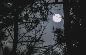 a full moon seen through the branches of a tree