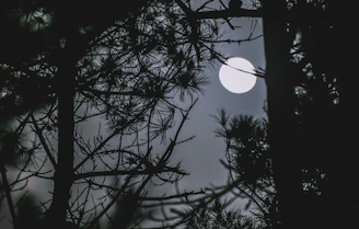 a full moon seen through the branches of a tree