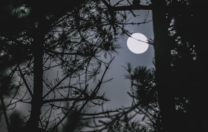 Full moon glowing bright over silhouettes of ancient trees with a faint triskelion symbol overlay