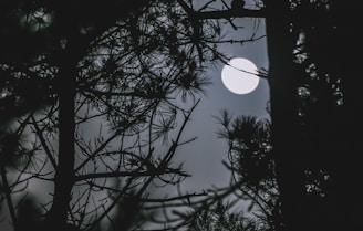 Full moon glowing bright over silhouettes of ancient trees with a faint triskelion symbol overlay