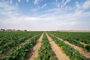 a large field of green plants under a blue sky