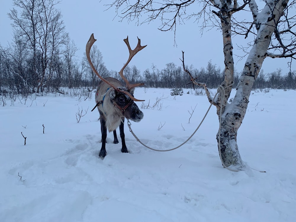 a reindeer tied to a tree in the snow