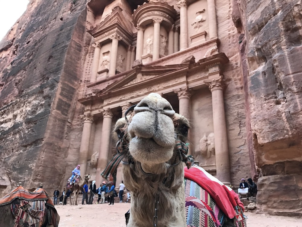 a camel with a saddle standing in front of a building