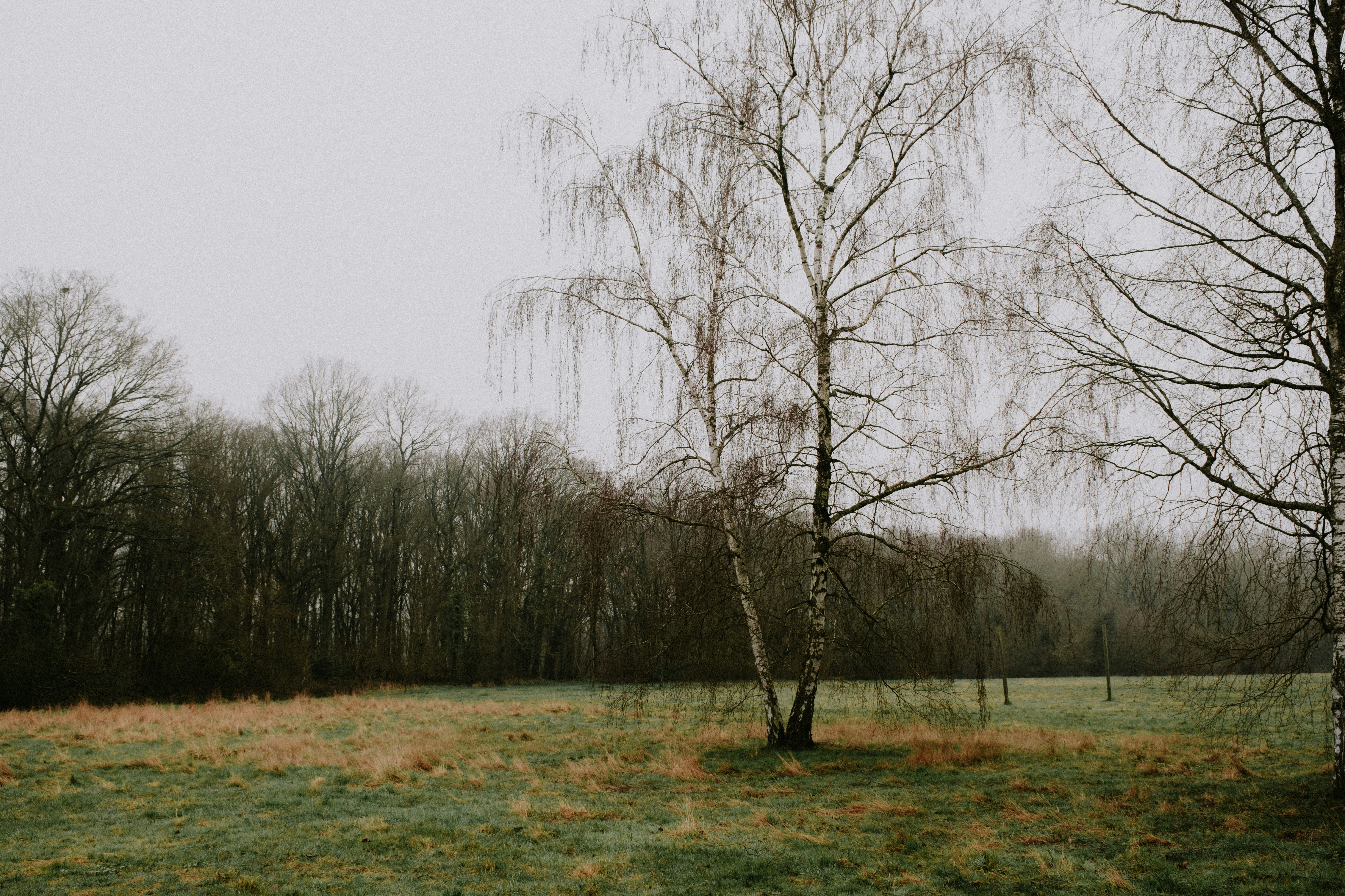 Photo by matreding