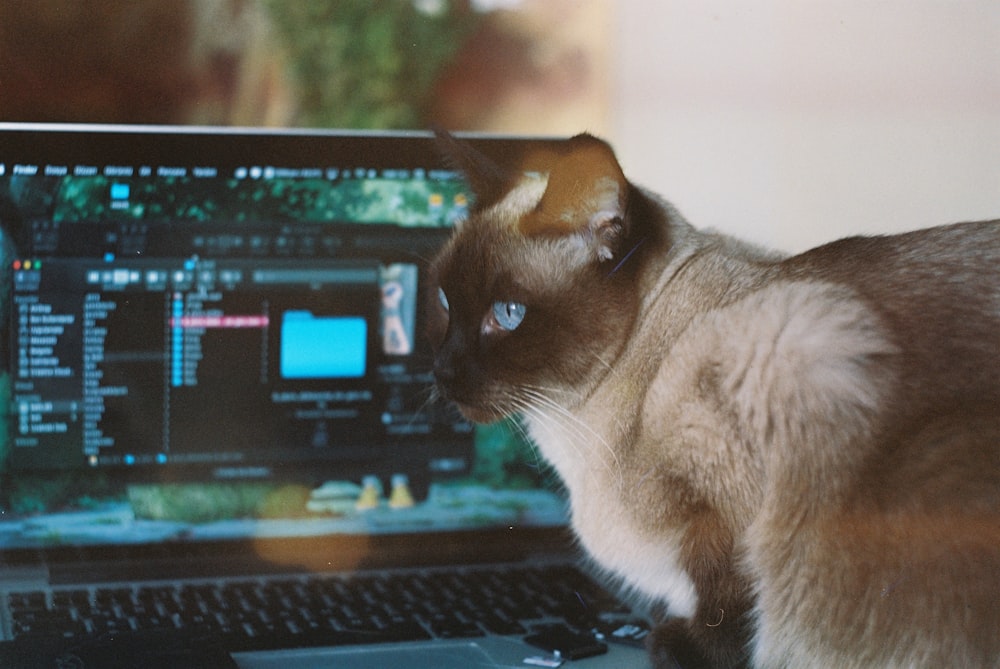 a siamese cat sitting on top of a laptop computer