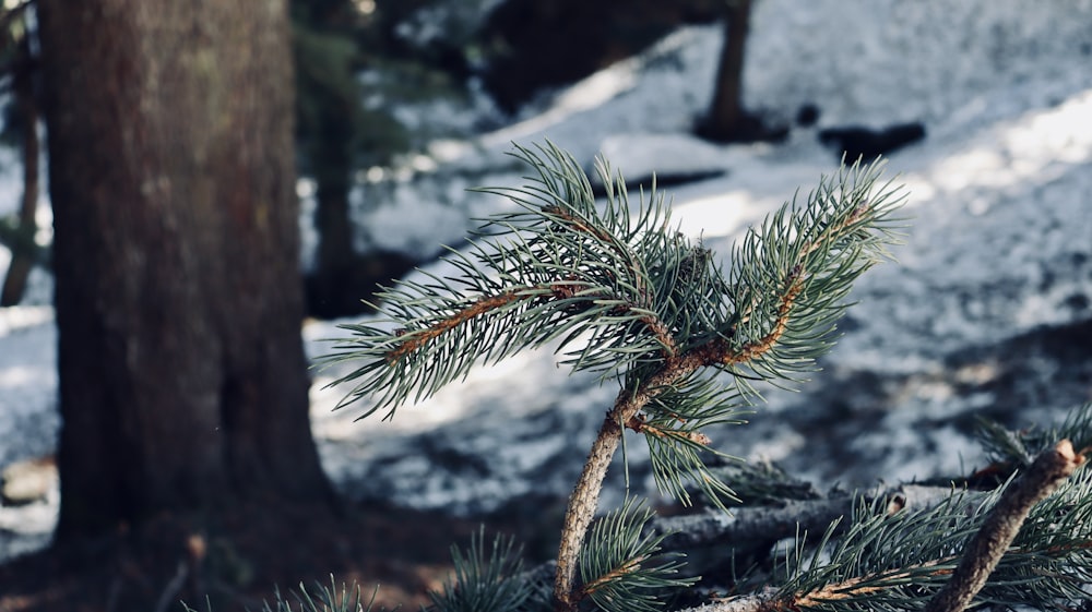 a pine tree with snow on the ground