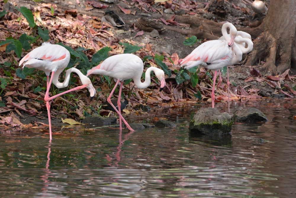 a group of flamingos standing in the water