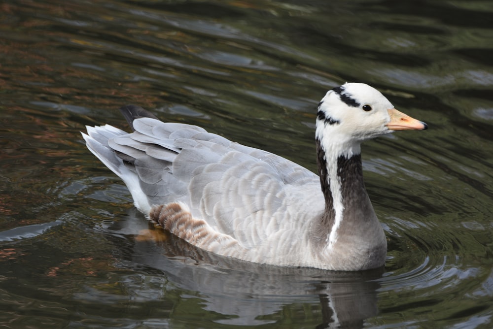 a duck floating on top of a body of water