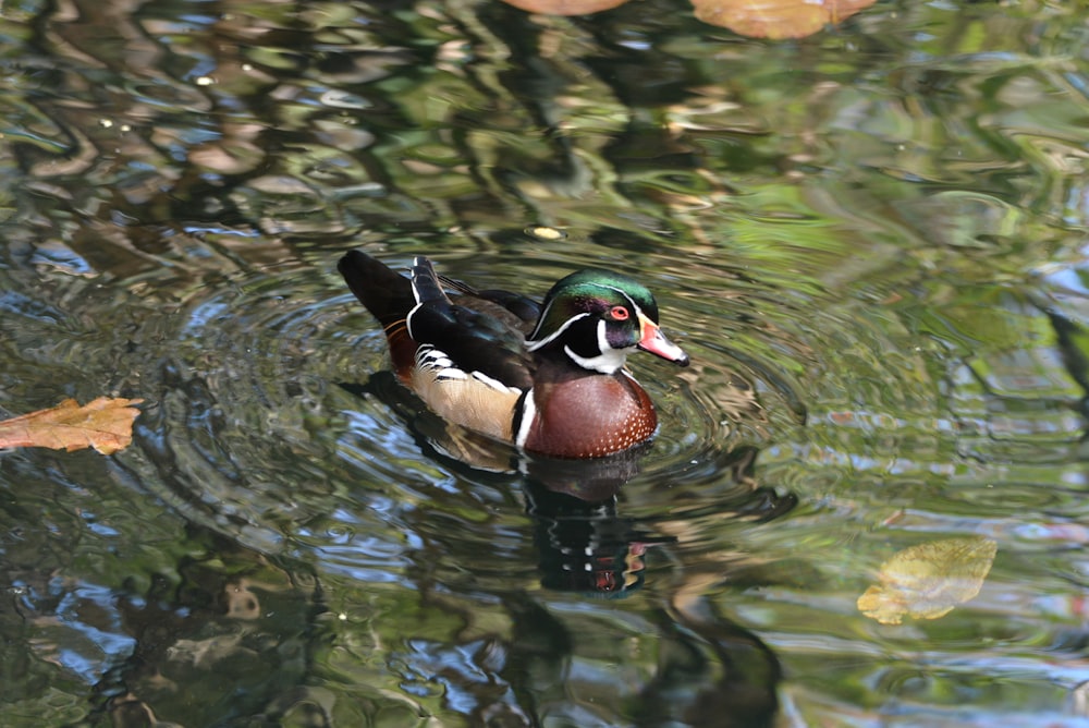 a duck floating on top of a body of water