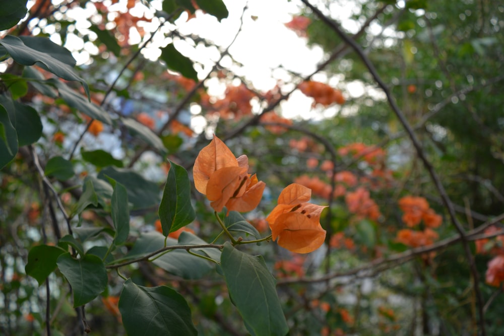 a close up of some orange flowers on a tree