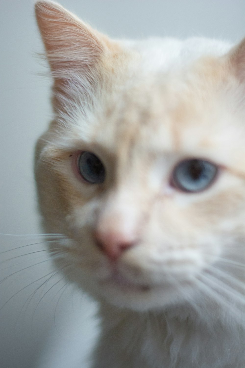 a close up of a white cat with blue eyes