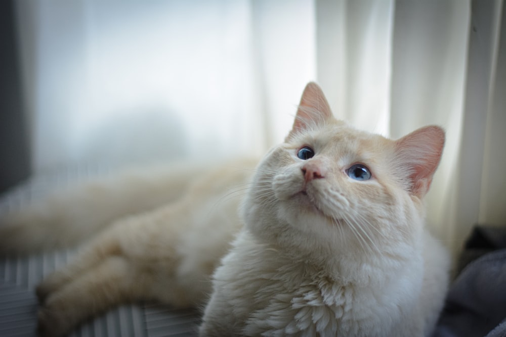 a white cat laying on top of a bed next to a window