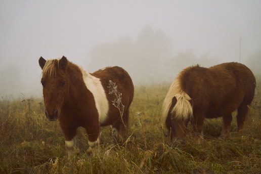 two brown and white horses standing in a foggy field