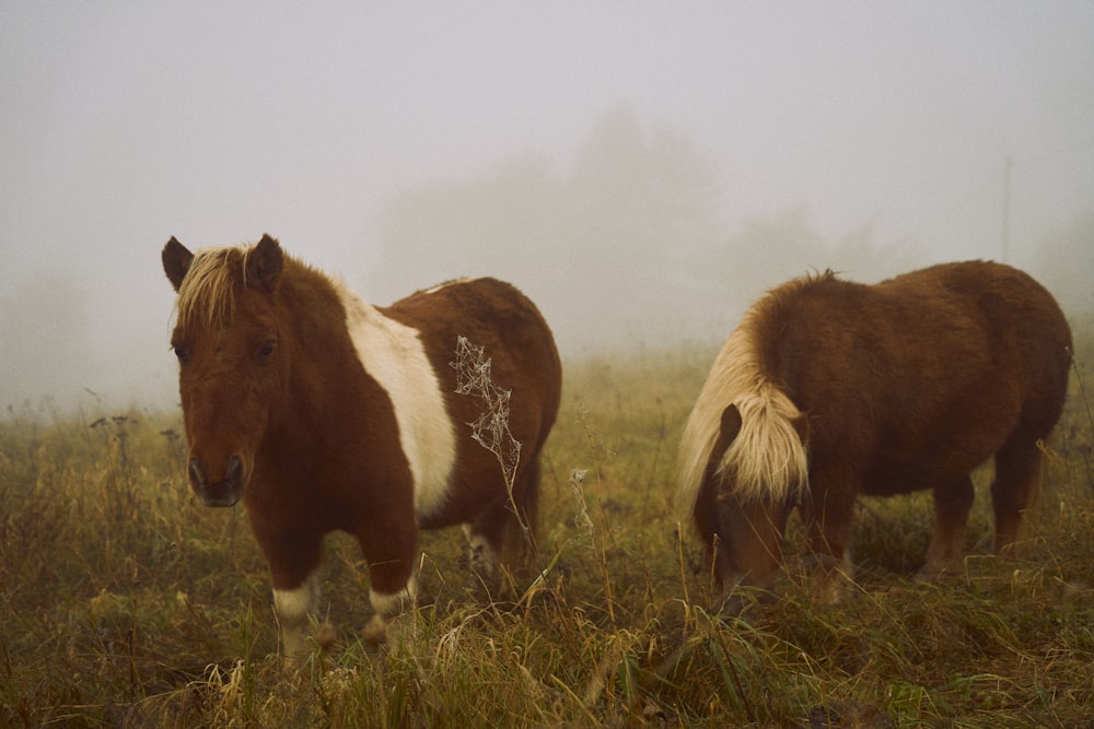two brown and white horses standing in a foggy field