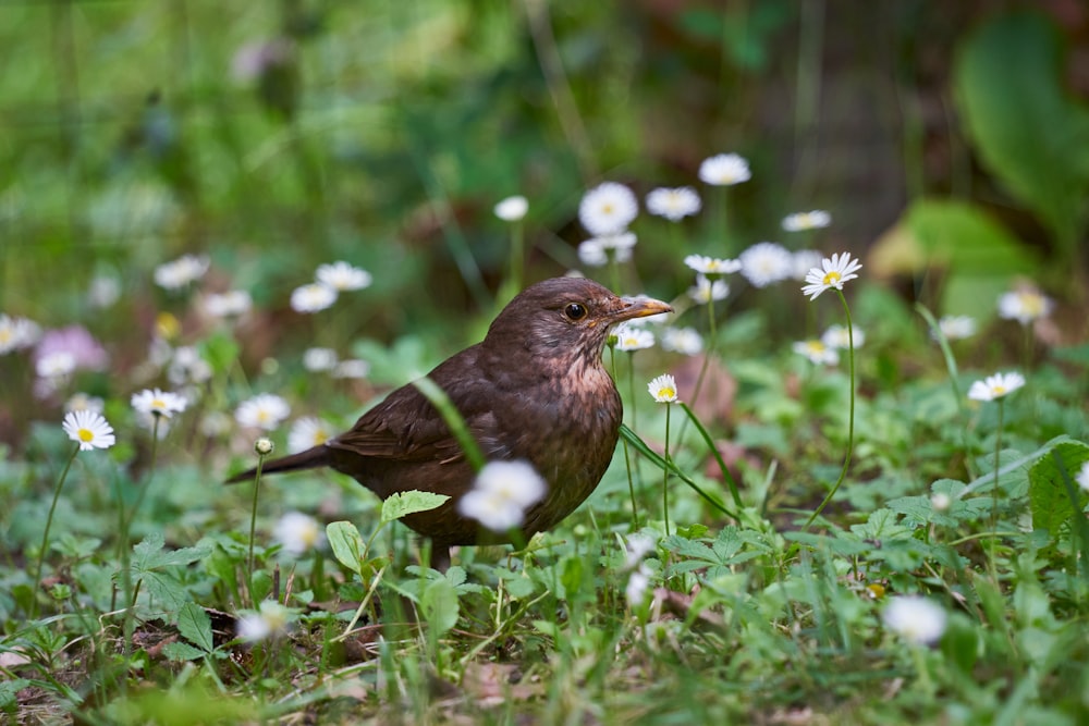 a brown bird standing in a field of white flowers