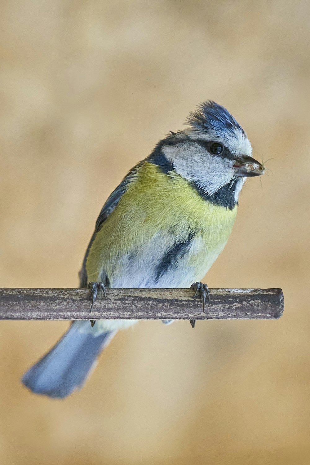 a small blue and yellow bird perched on a branch