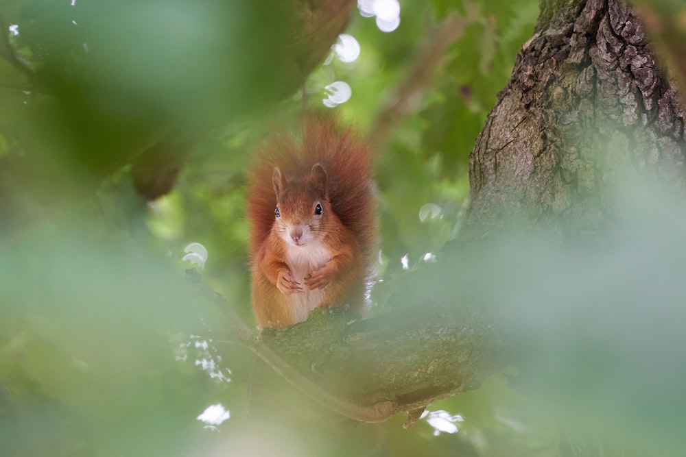 a red squirrel sitting on a tree branch