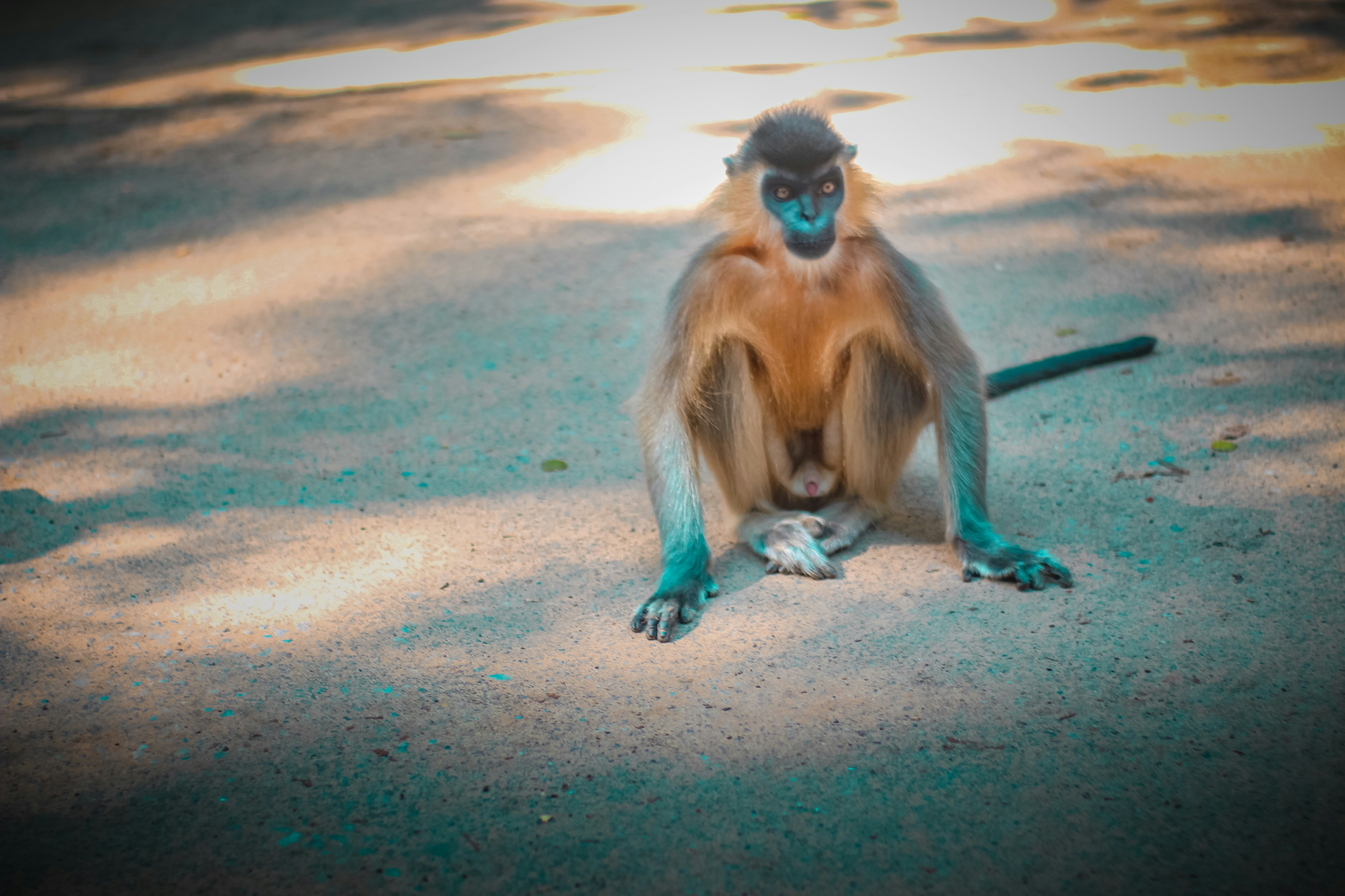 A primate is sitting on a sunlit path, surrounded by patches of shadow. It has a long tail, distinctive facial markings, and a relaxed posture with limbs splayed.