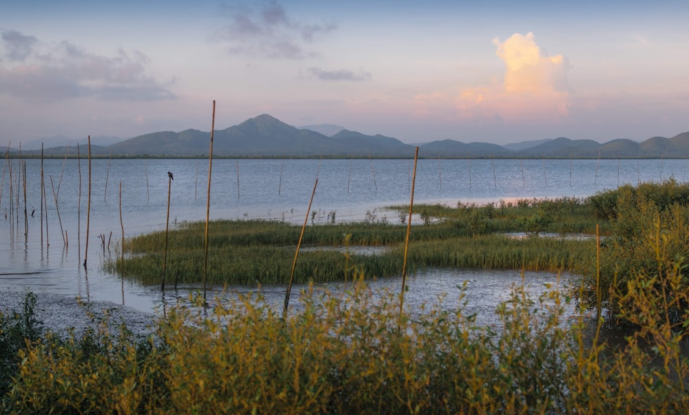 a large body of water surrounded by a lush green field