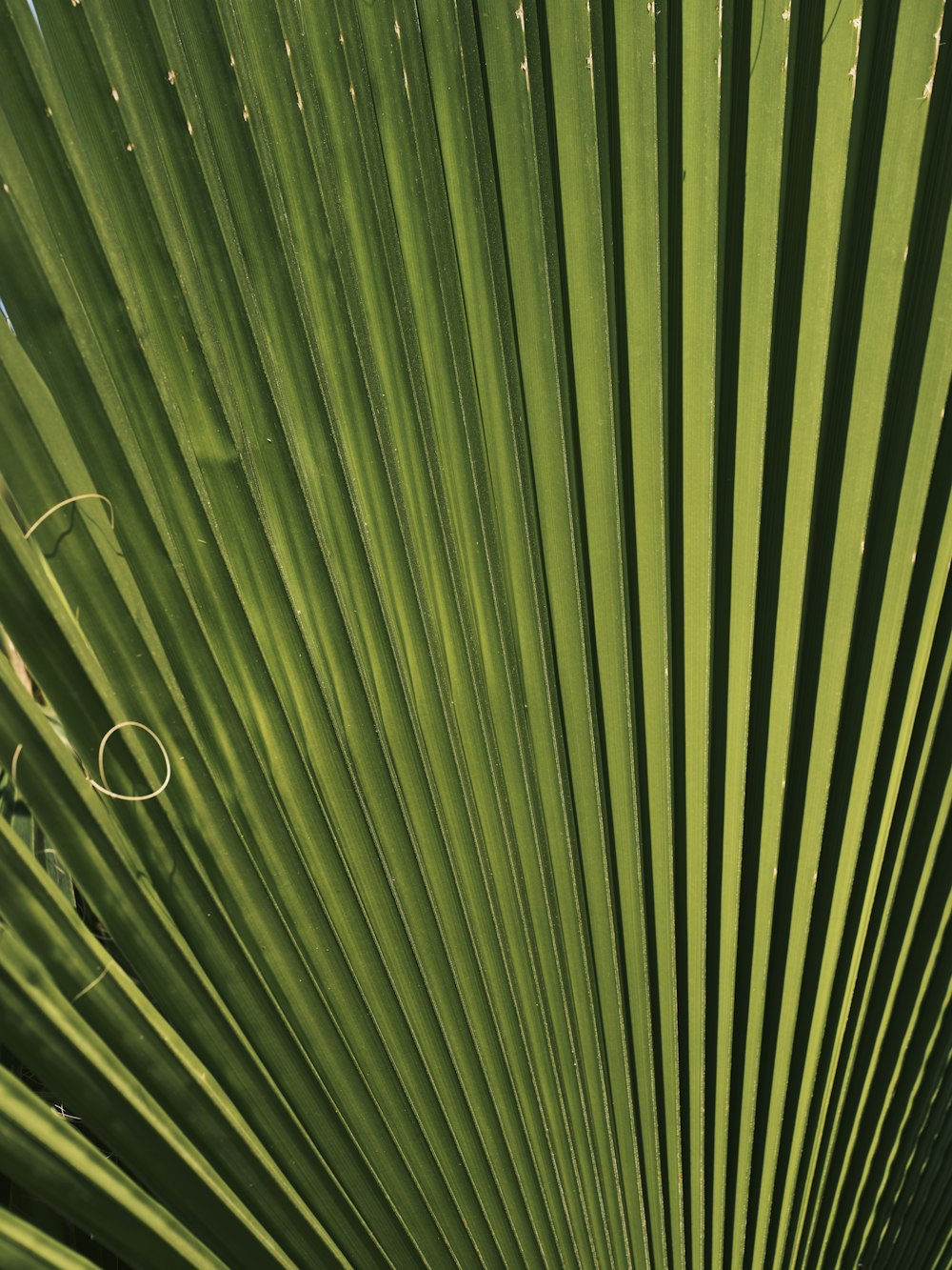 a close up of a green palm leaf