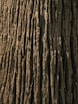 a close up of a tree