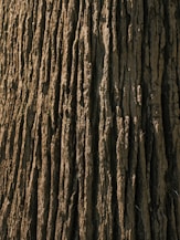 a close up of a tree