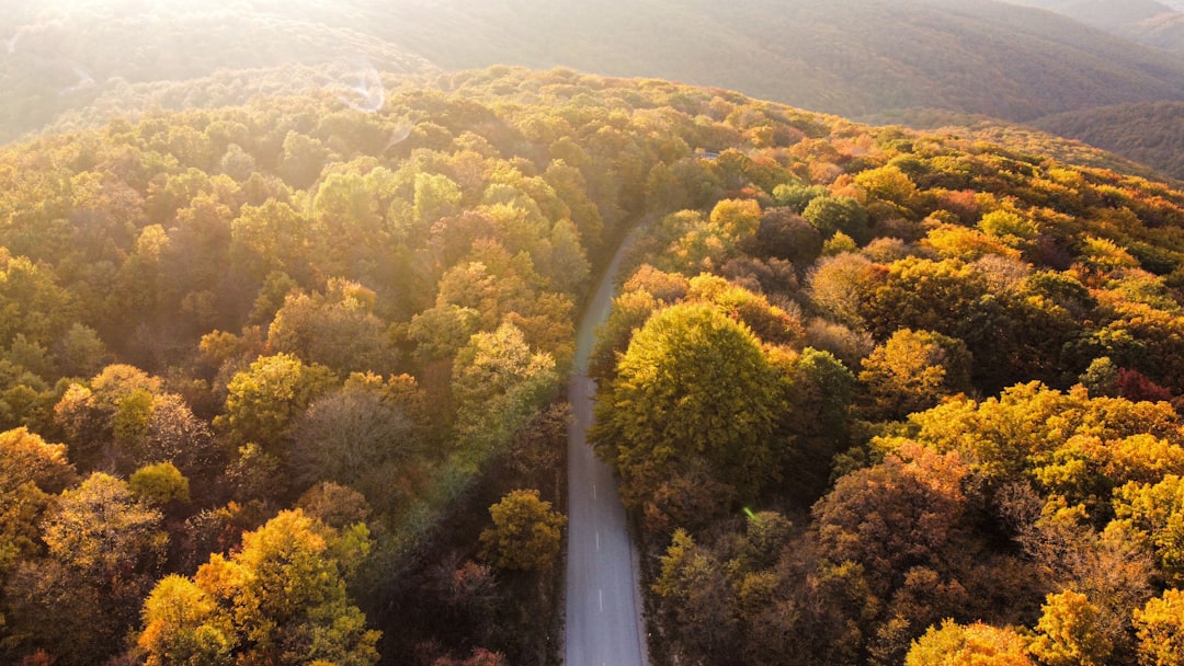an aerial view of a road surrounded by trees,