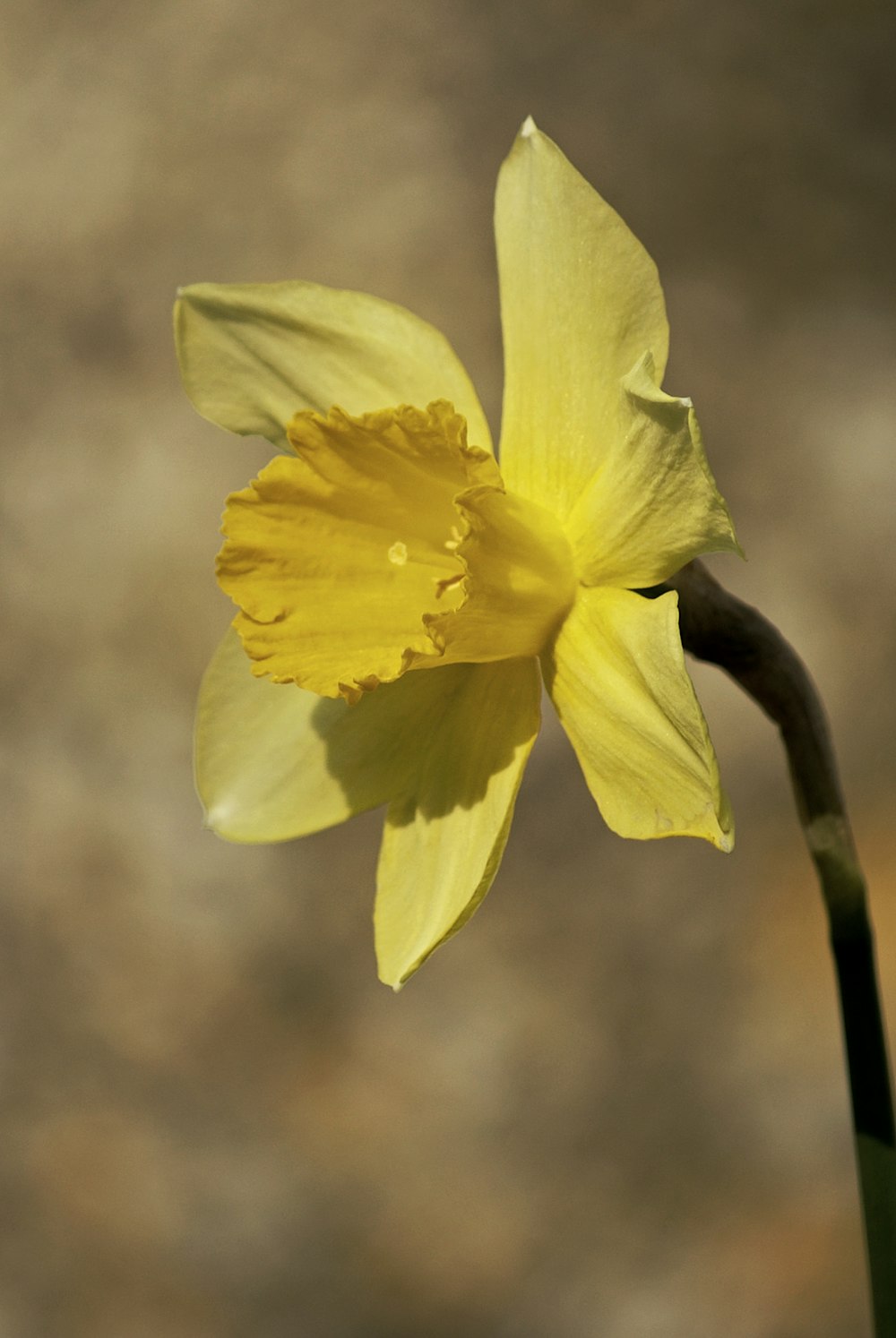 a single yellow daffodil in a vase