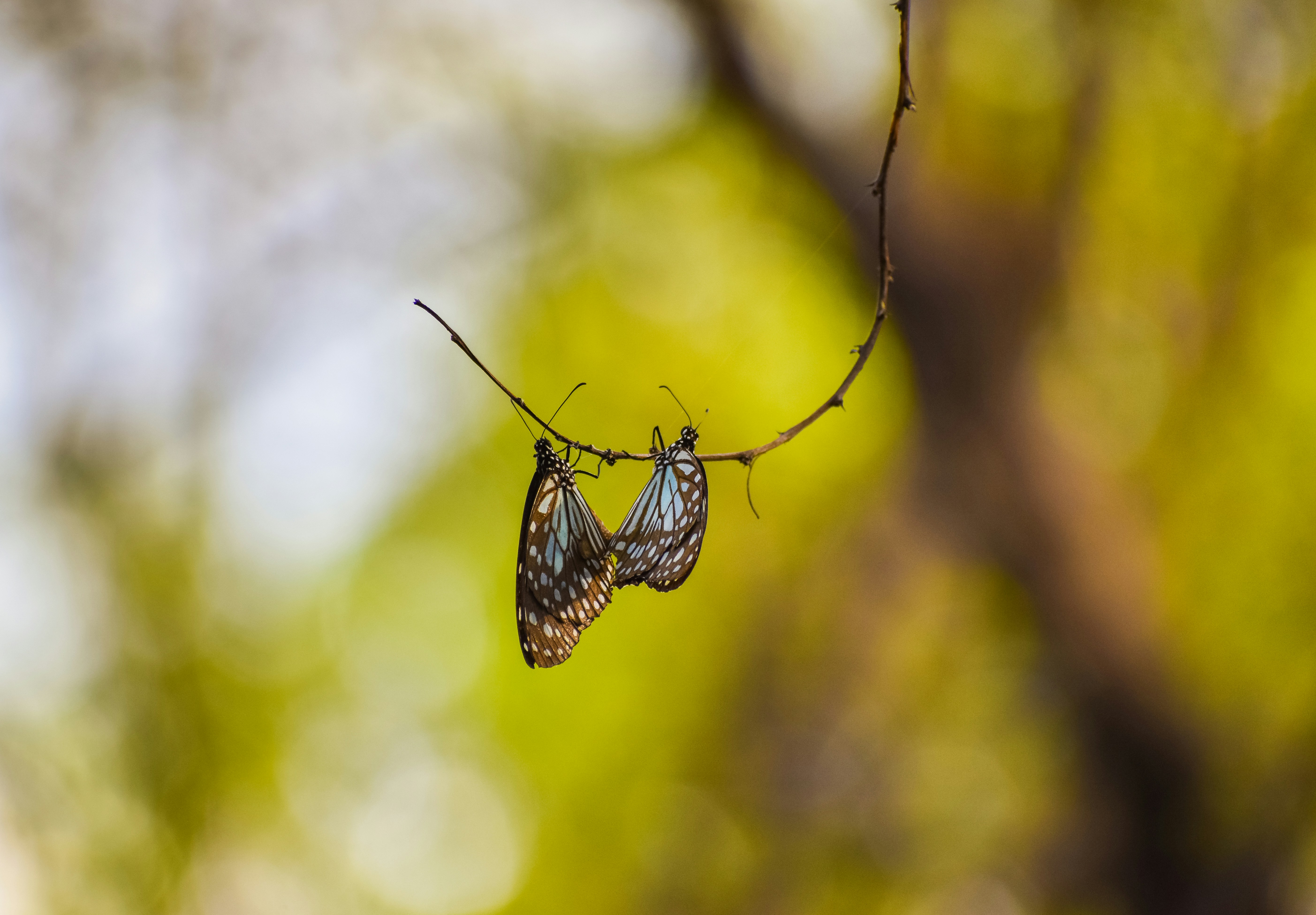 um par de borboletas penduradas em um galho de árvore