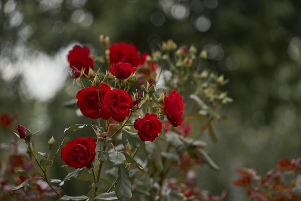 a bunch of red roses growing in a garden