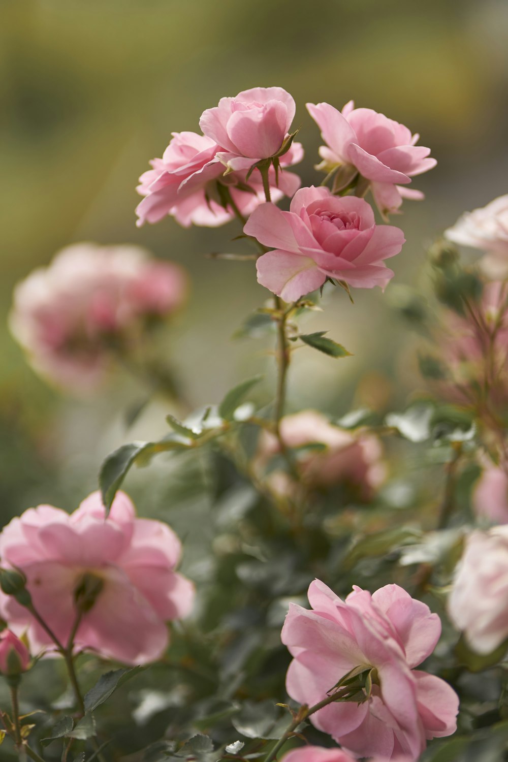 a bunch of pink flowers that are blooming