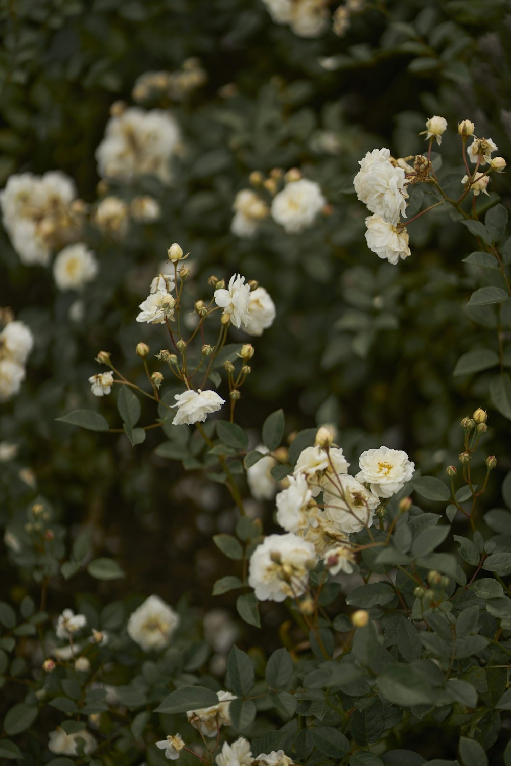 a bush with white flowers and green leaves