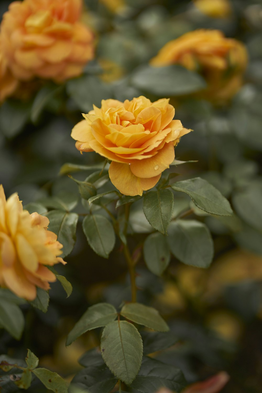 a close up of a yellow rose on a bush