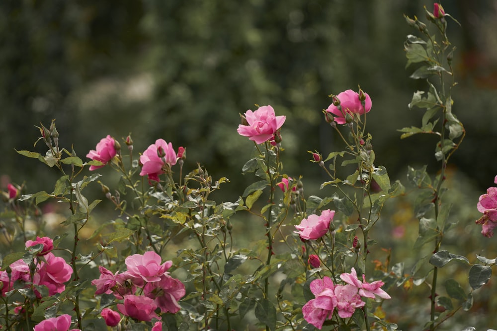 a field of pink flowers with green leaves