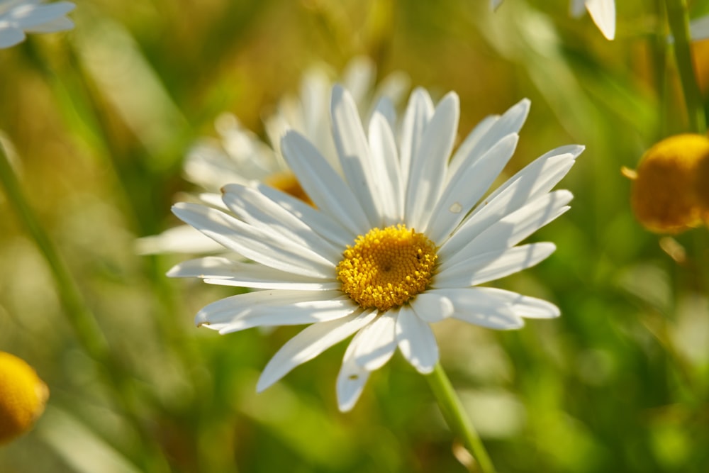 a close up of a daisy in a field