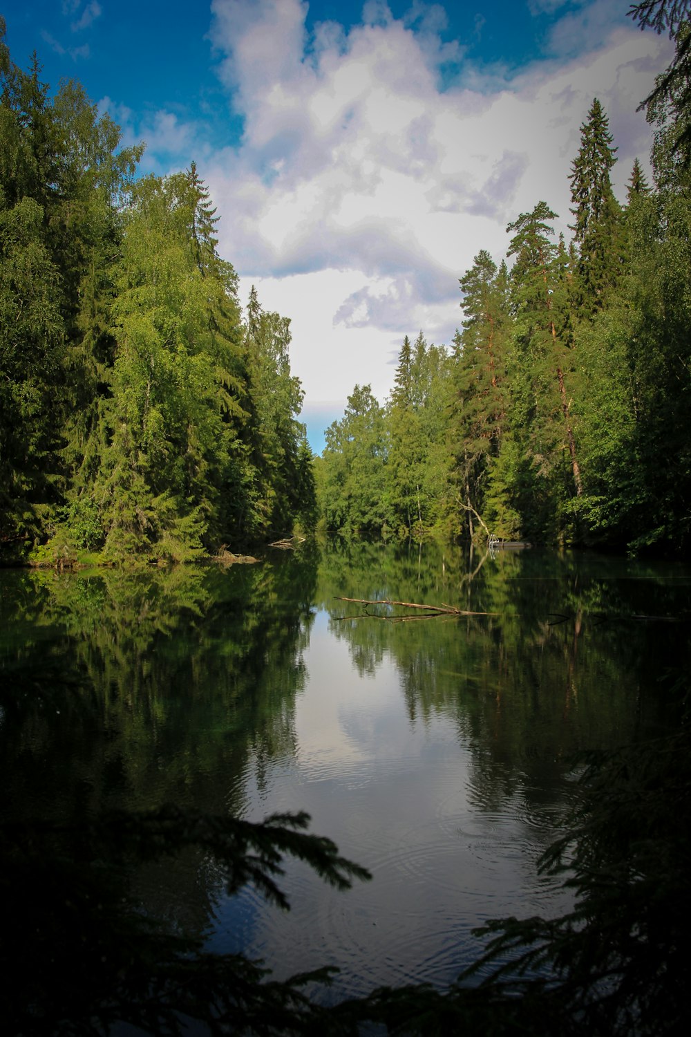 un plan d’eau entouré de nombreux arbres