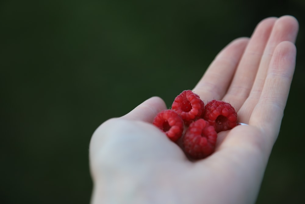 a person holding raspberries in their hand