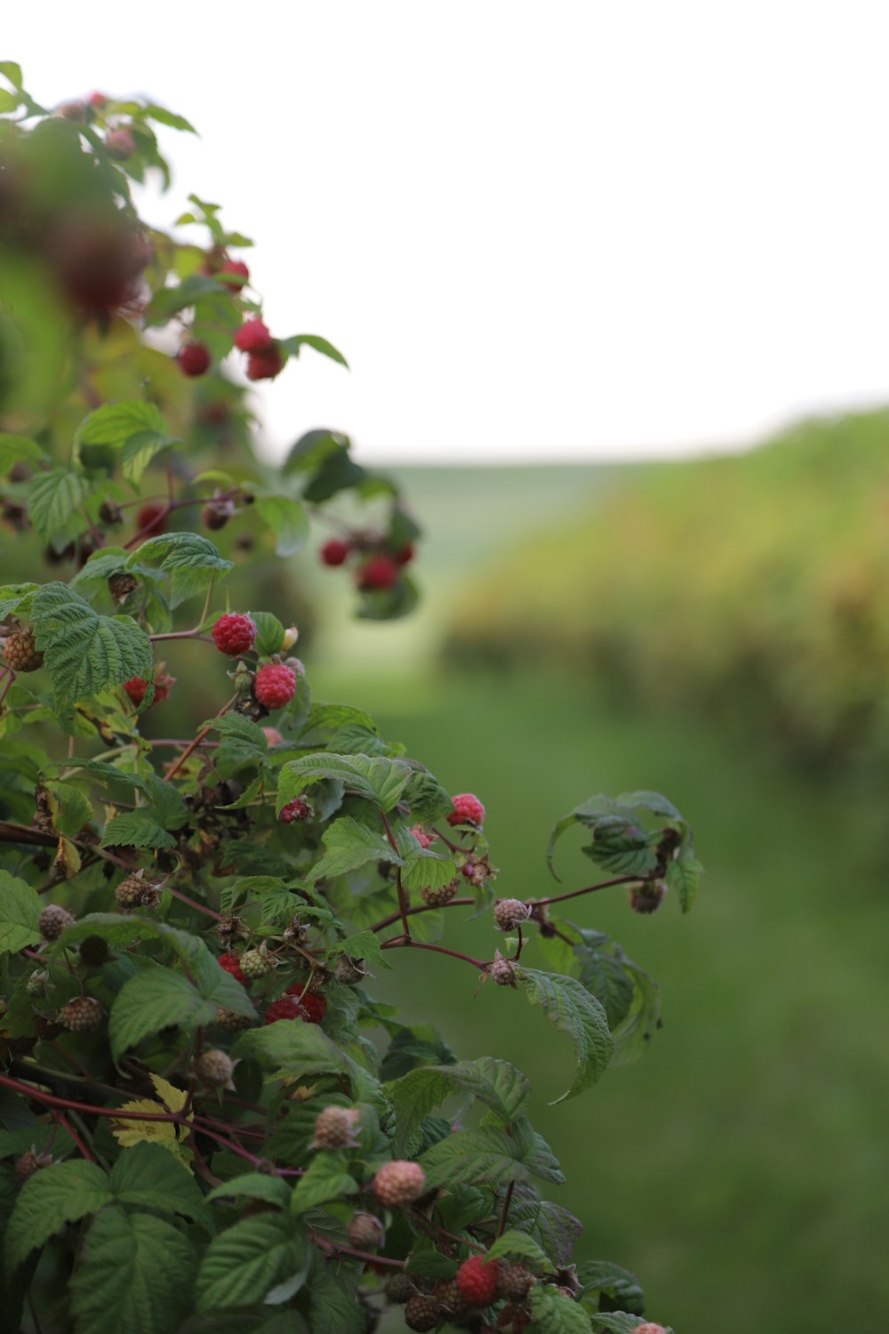 ein Busch mit Beeren, die darauf auf einem Feld wachsen