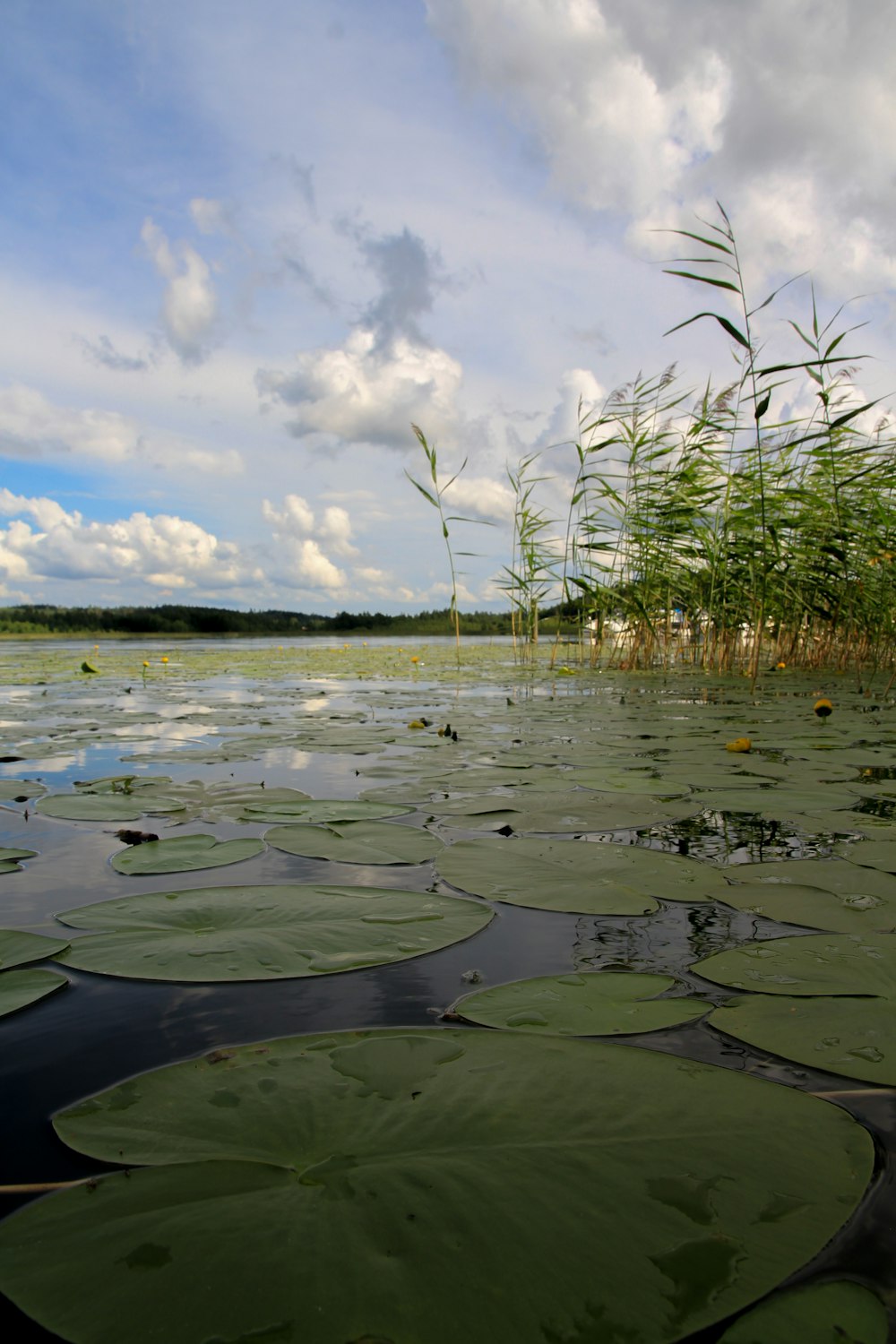 a body of water filled with lots of lily pads