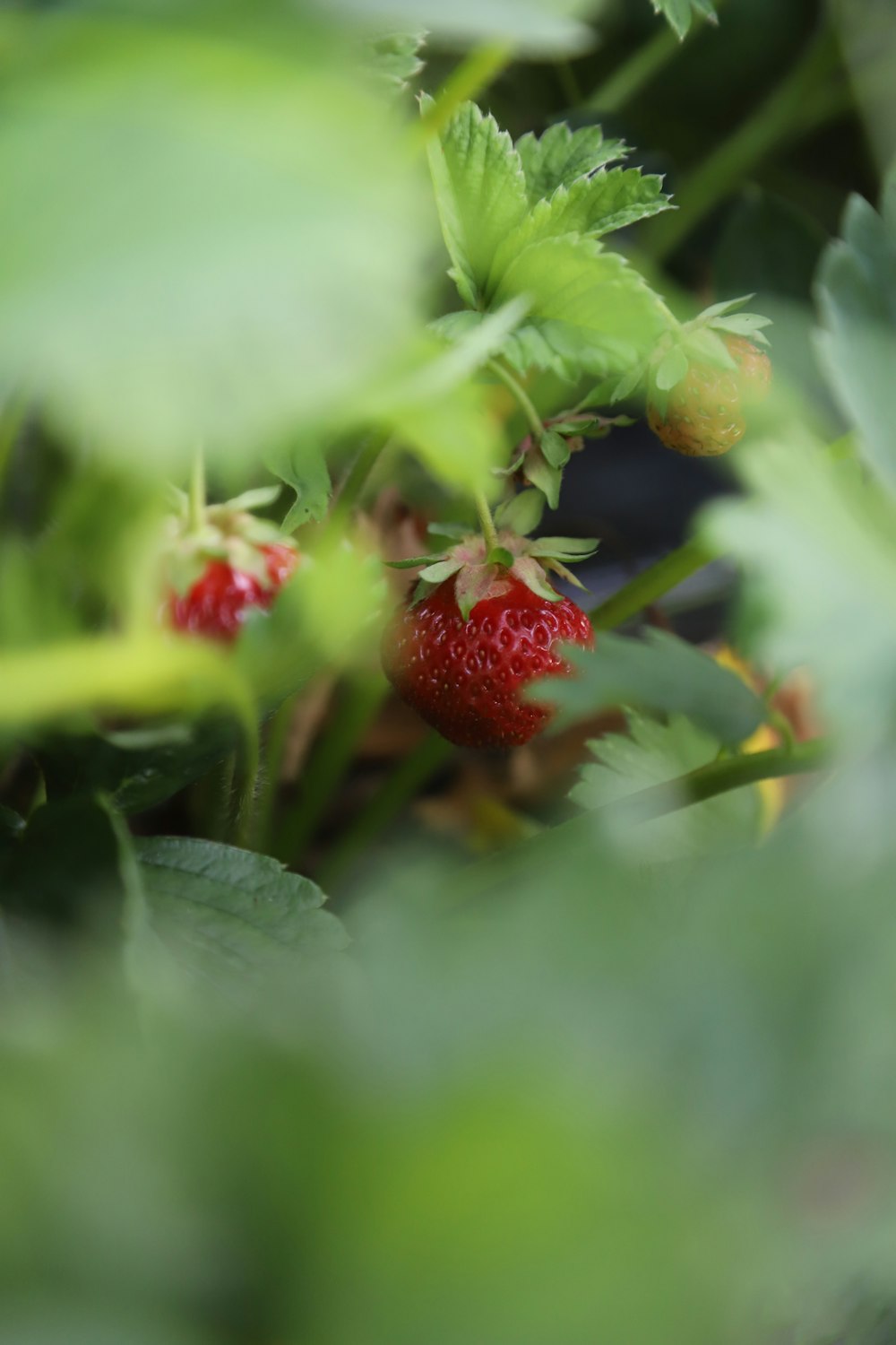 a close up of a strawberry plant with green leaves