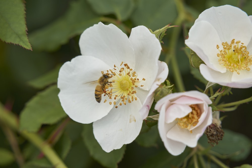 two white flowers with a bee on one of them