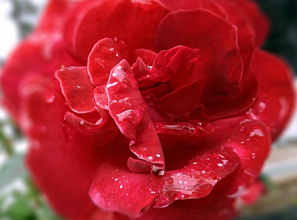 a red rose with drops of water on it