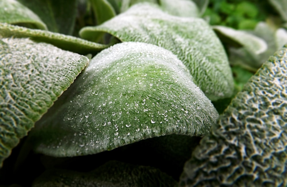 a close up of a green plant with drops of water on it