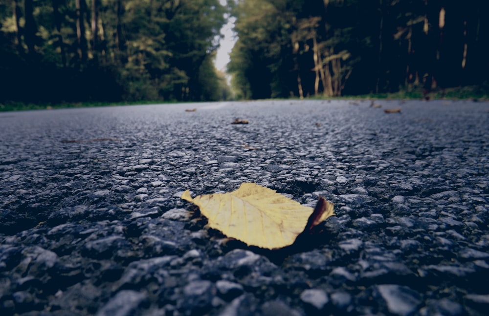 a leaf laying on the ground in the middle of a road