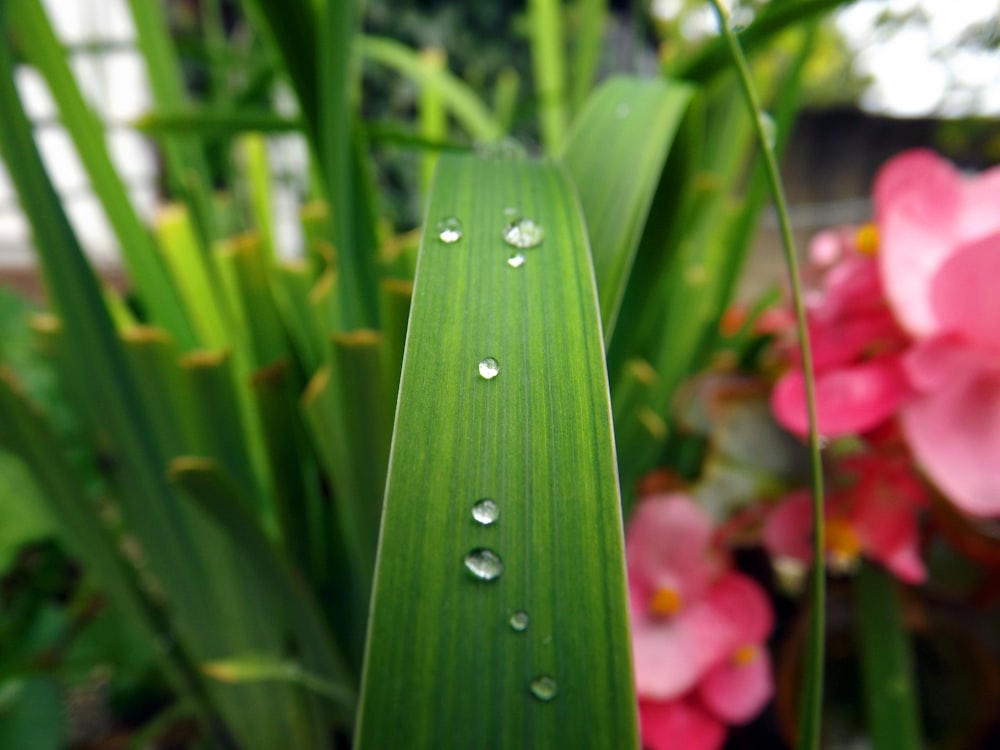 a close up of a green leaf with drops of water on it