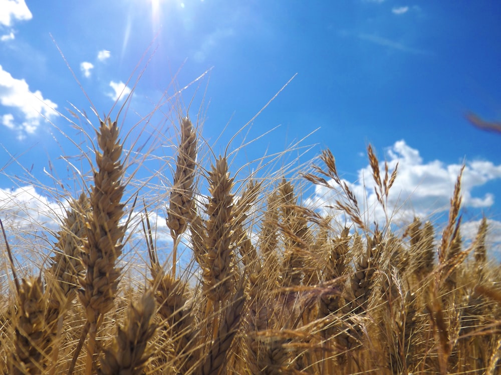 a field of wheat under a blue sky with clouds