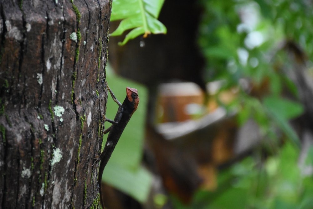 a lizard is climbing up a tree trunk