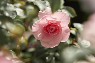 A soft-focus close-up of a blooming rose with delicate petals bathed in warm morning light.